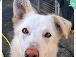 Meticcio cani LUNA 🩷 - cucciola, nessuno ancora ha chiamato 🥺 a Provincia di Piacenza - Annuncio 6