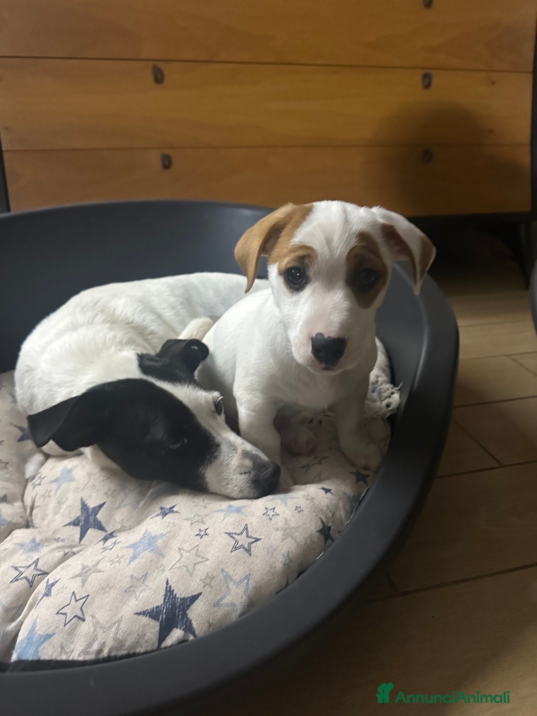 Jack Russell cani in vendita: Jack russel terrie colorazione rara bianco e rosso - Annuncio 6