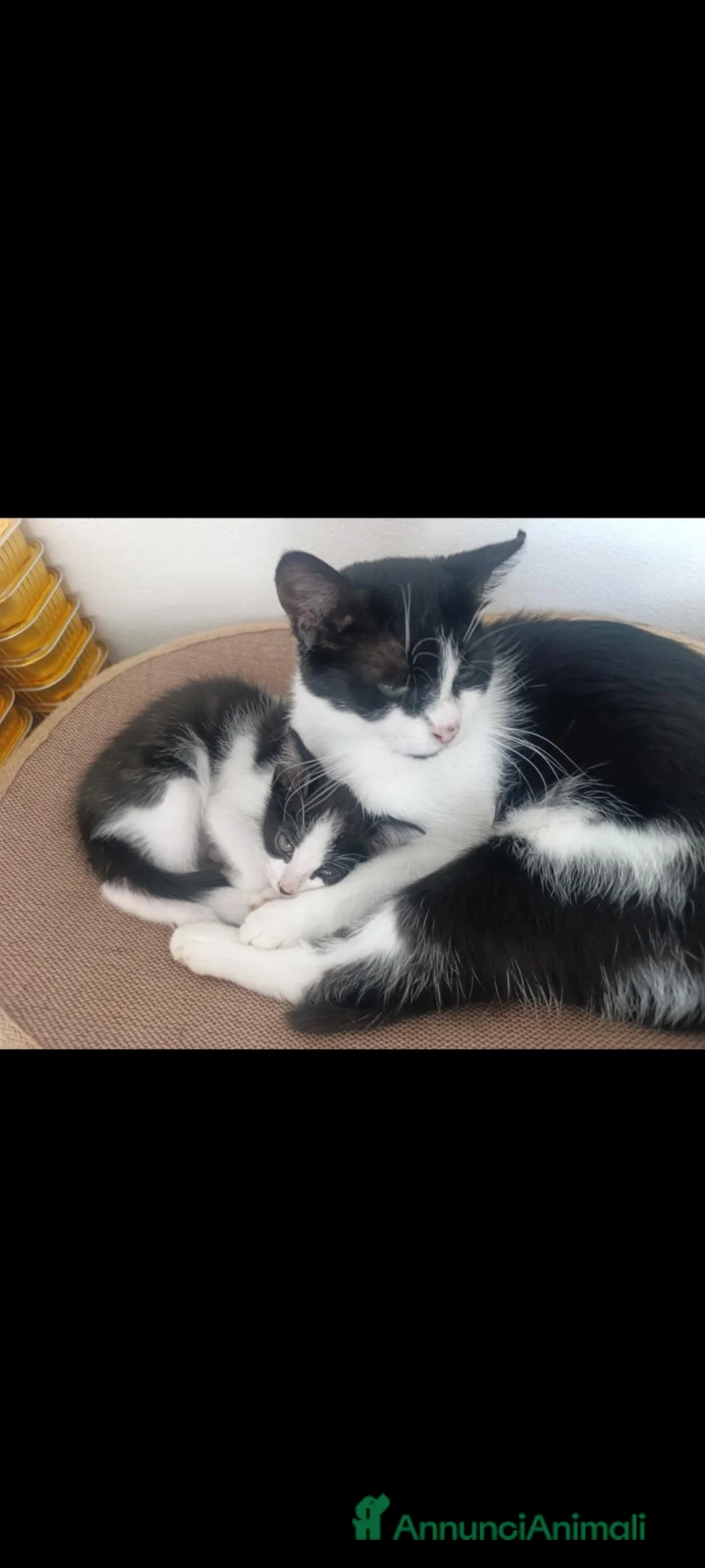 Meticcio gatti in vendita: Gattino tuxedo di 2 mesi - Annuncio 1