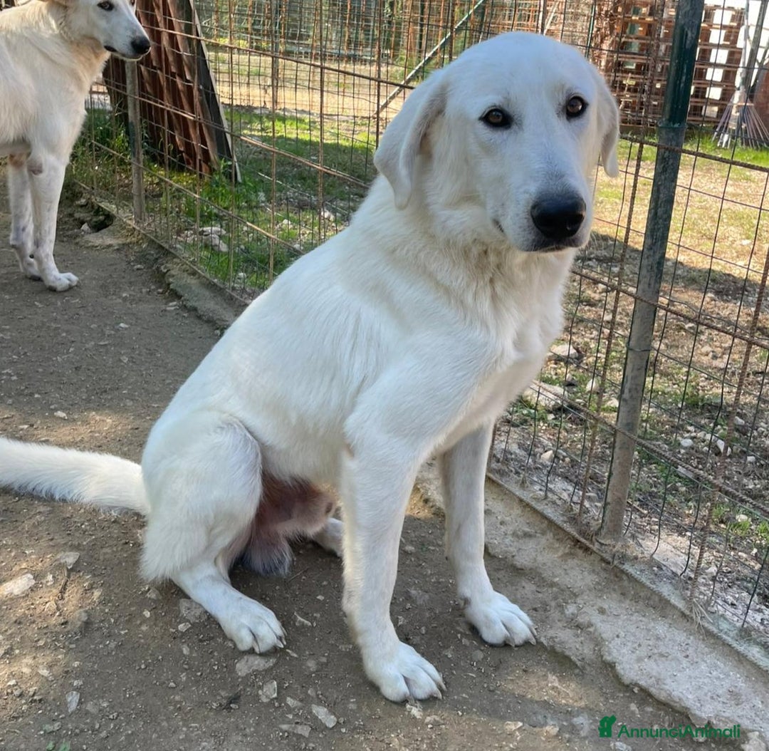 Meticcio cani in regalo: ZULEYA e DEMYR - Annuncio 4