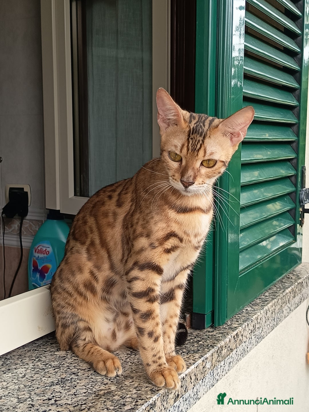 Immagine della galleria {{count}}