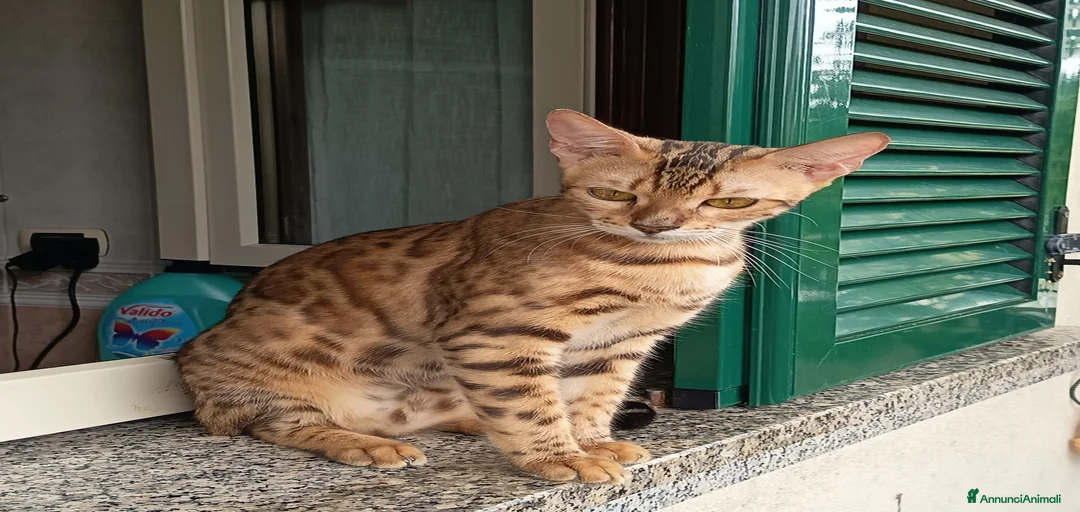 Immagine della galleria {{count}}