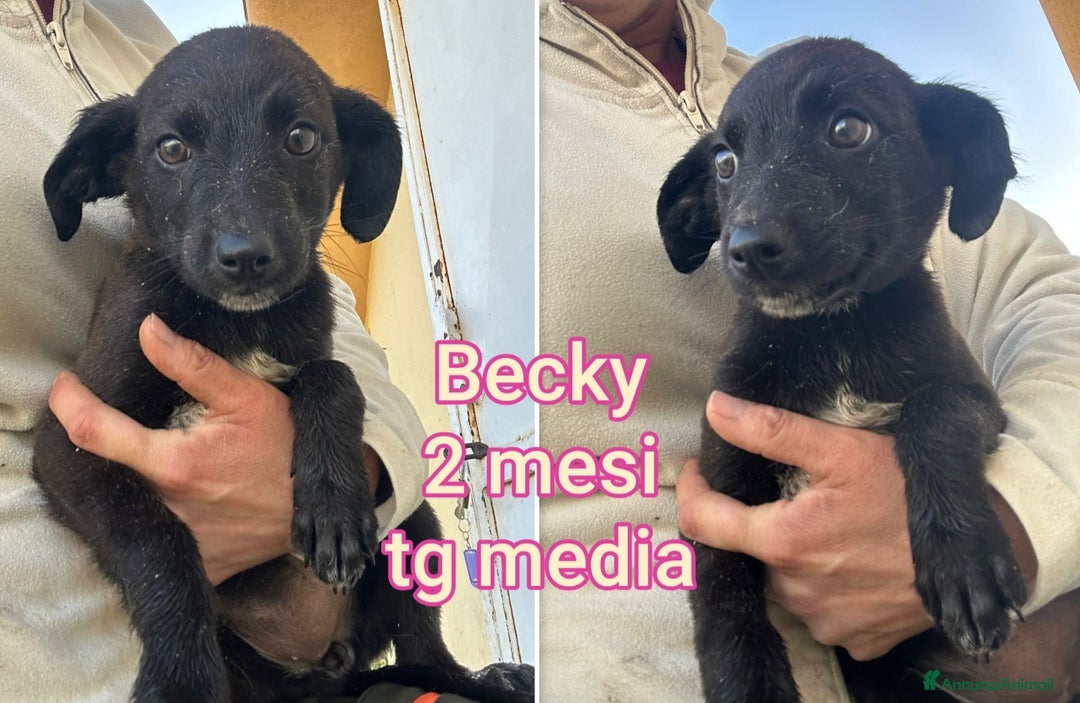 Meticcio cani in regalo: CUCCIOLI BISOGNOSI: URGENTE - Annuncio 6