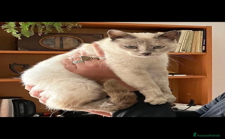 Siamese gatti - Annuncio 1