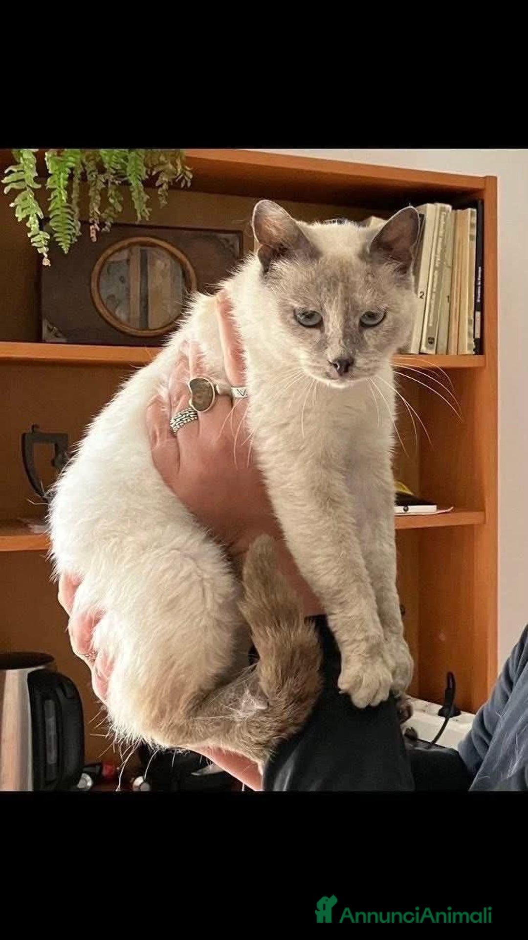 Siamese gatti in regalo: Regina dolcissima micina simil siamese  - Immagine 1