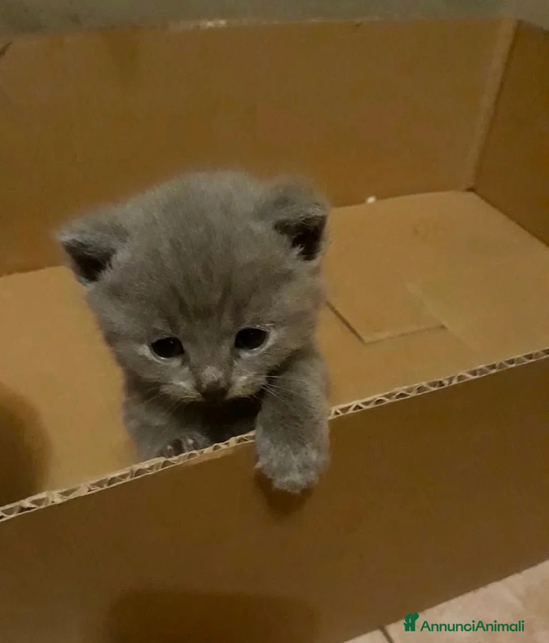 Certosino gatti in vendita: Certosino Cuccioli - Annuncio 2