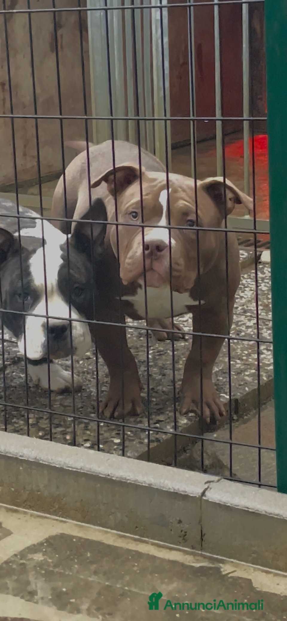 American Bully cani American Bully Poket - Annuncio 2