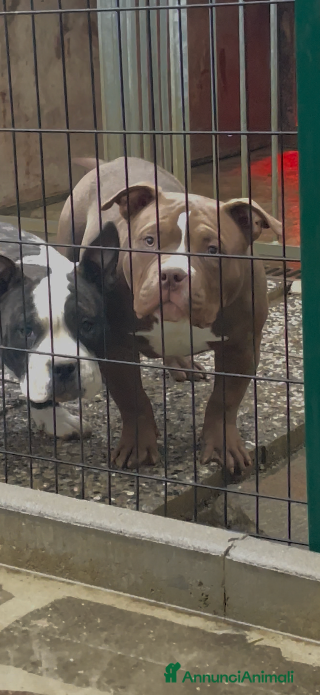 American Bully cani in vendita: American Bully Poket - Annuncio 2