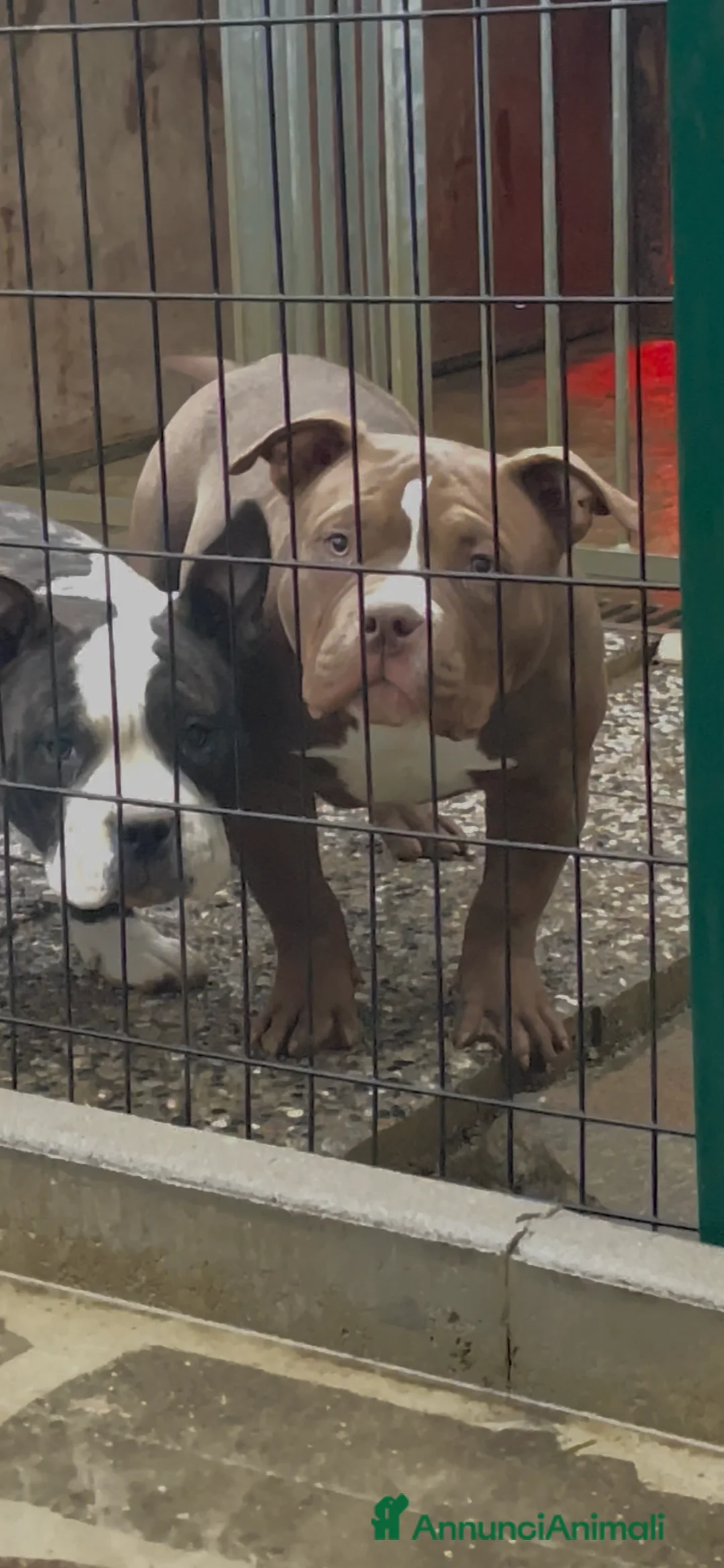 American Bully cani in vendita: American Bully Poket - Annuncio 2