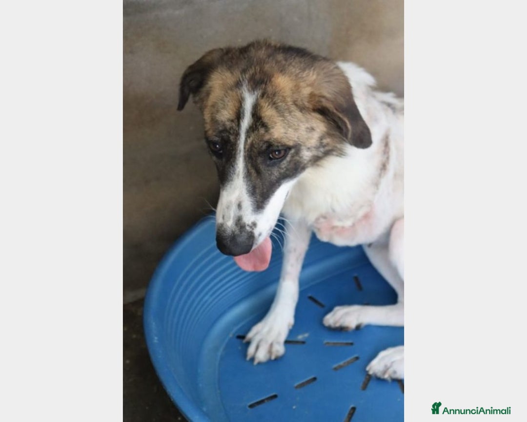 Meticcio cani in regalo: TRIPODE 4anni vittima della cattiveria PUGLIA a Milano - Annuncio 4