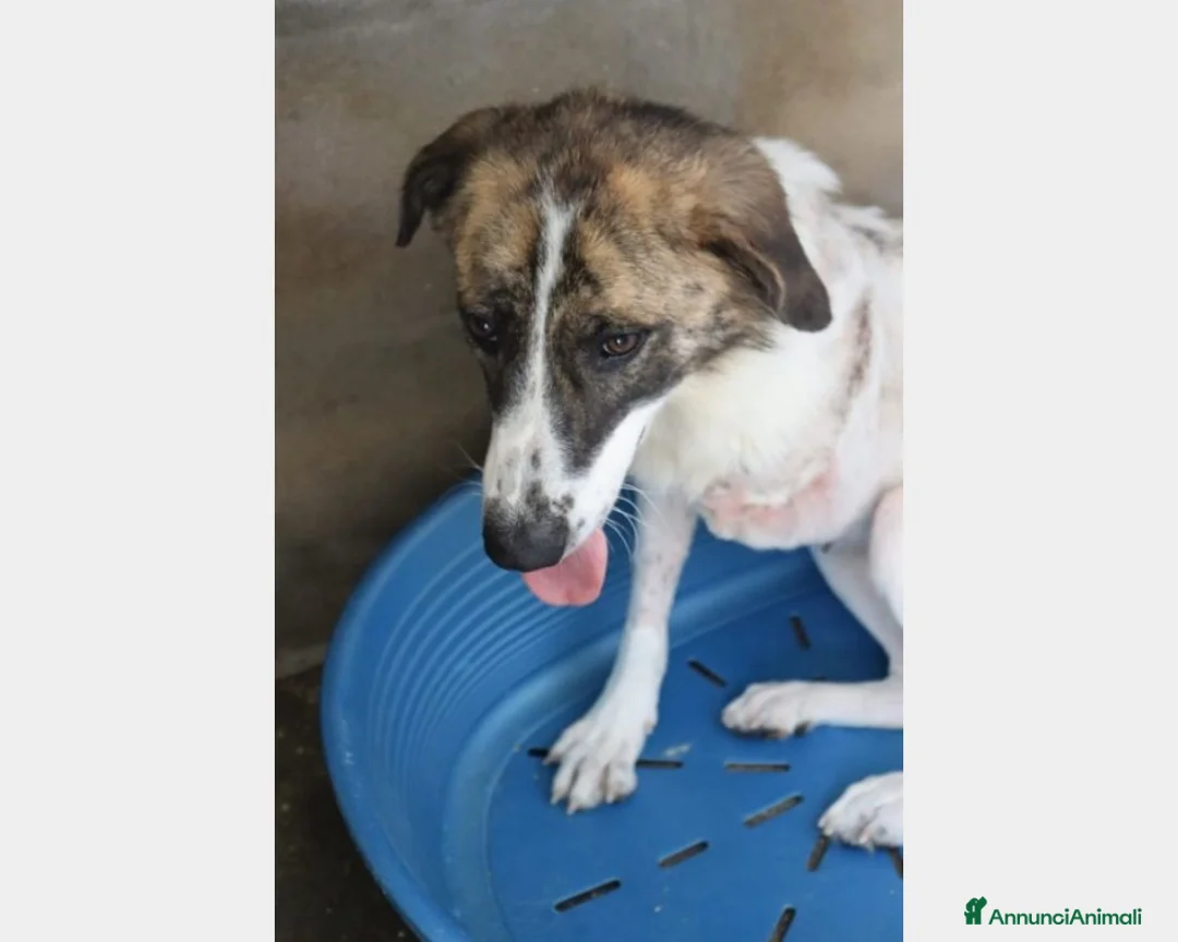 Meticcio cani in regalo: TRIPODE 4anni vittima della cattiveria PUGLIA a Milano - Annuncio 4