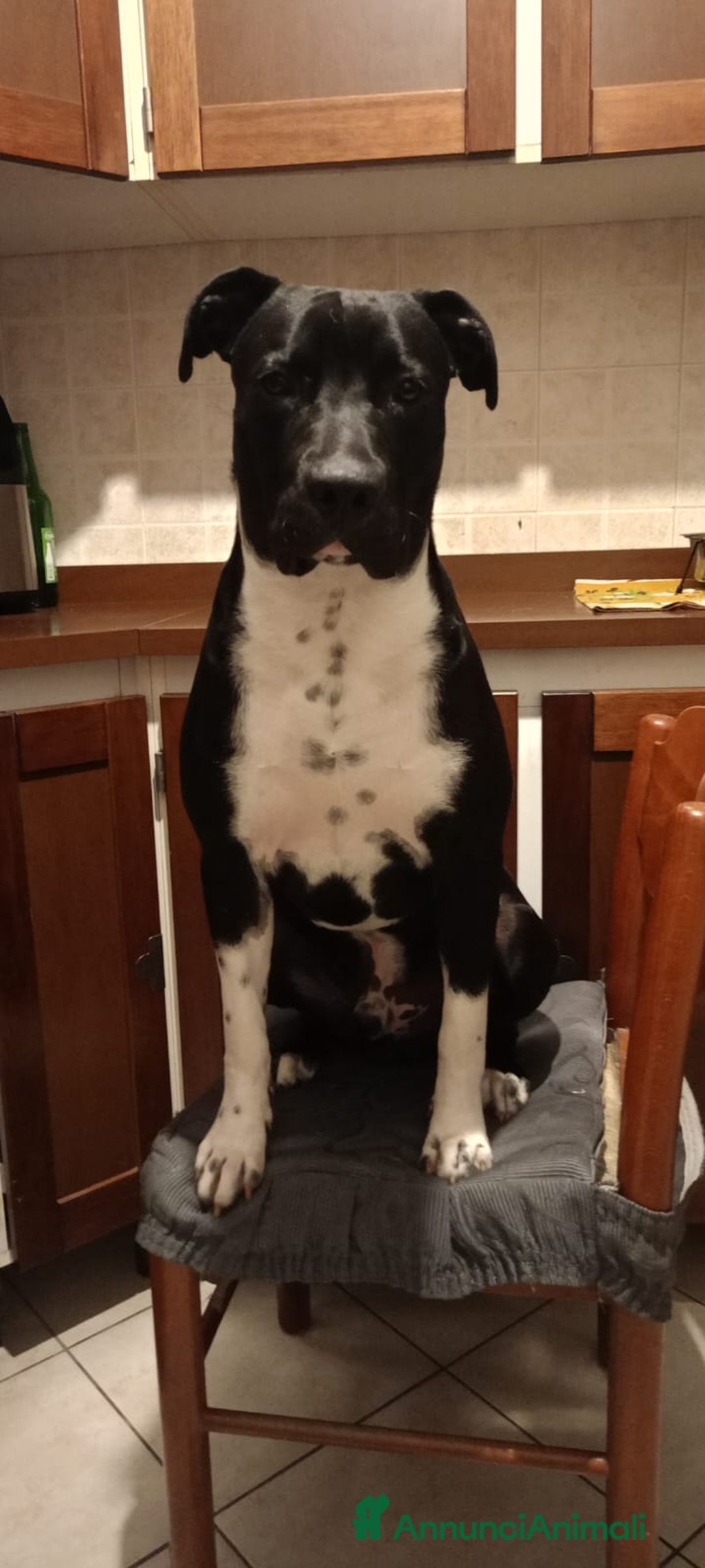 American Staffordshire cani per accoppiamento: Cane da monta - Annuncio 1