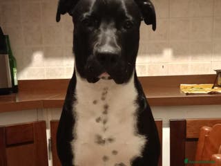 American Staffordshire cani Cane da monta - Annuncio 2