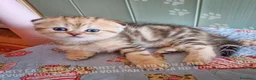 Scottish gatti in vendita: Cuccioli Scottish Fold con Pedigree - Annuncio 26