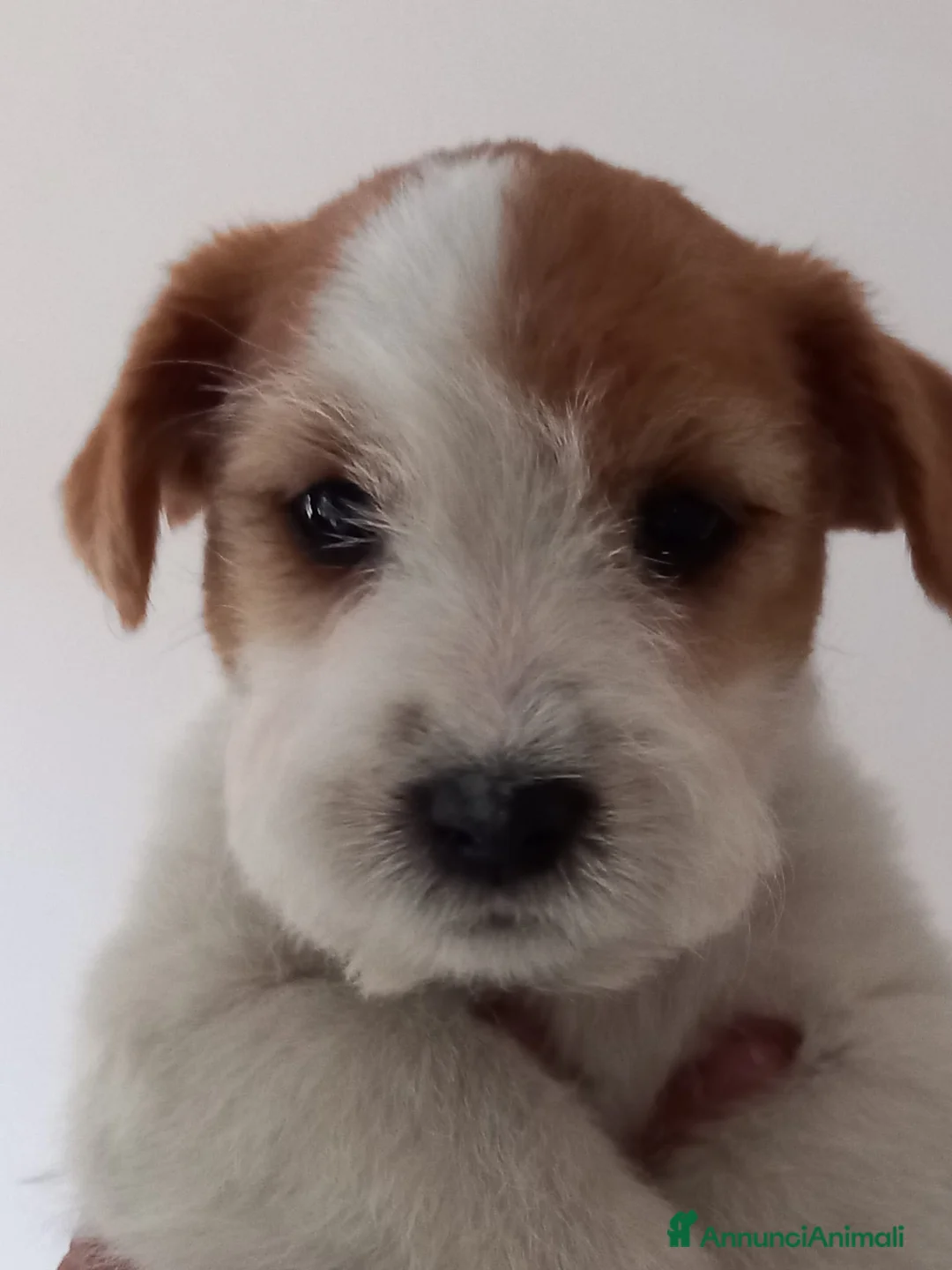 Immagine della galleria {{count}}