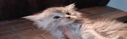 Maine Coon gatti in vendita: Maine coon con pedigree ENFI  - Annuncio 4