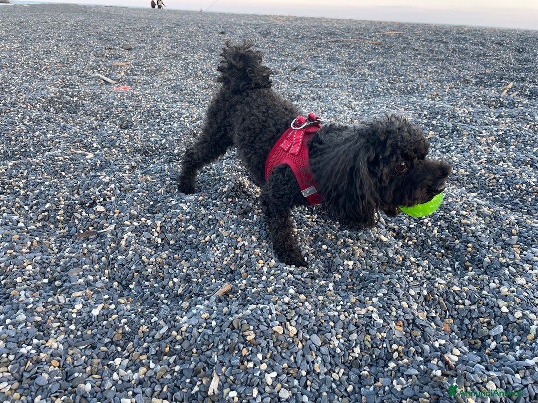 Barboncino cani per accoppiamento: Accoppiamento/monta barboncino Toy e nano a Provincia di Monza e della Brianza - Annuncio 6