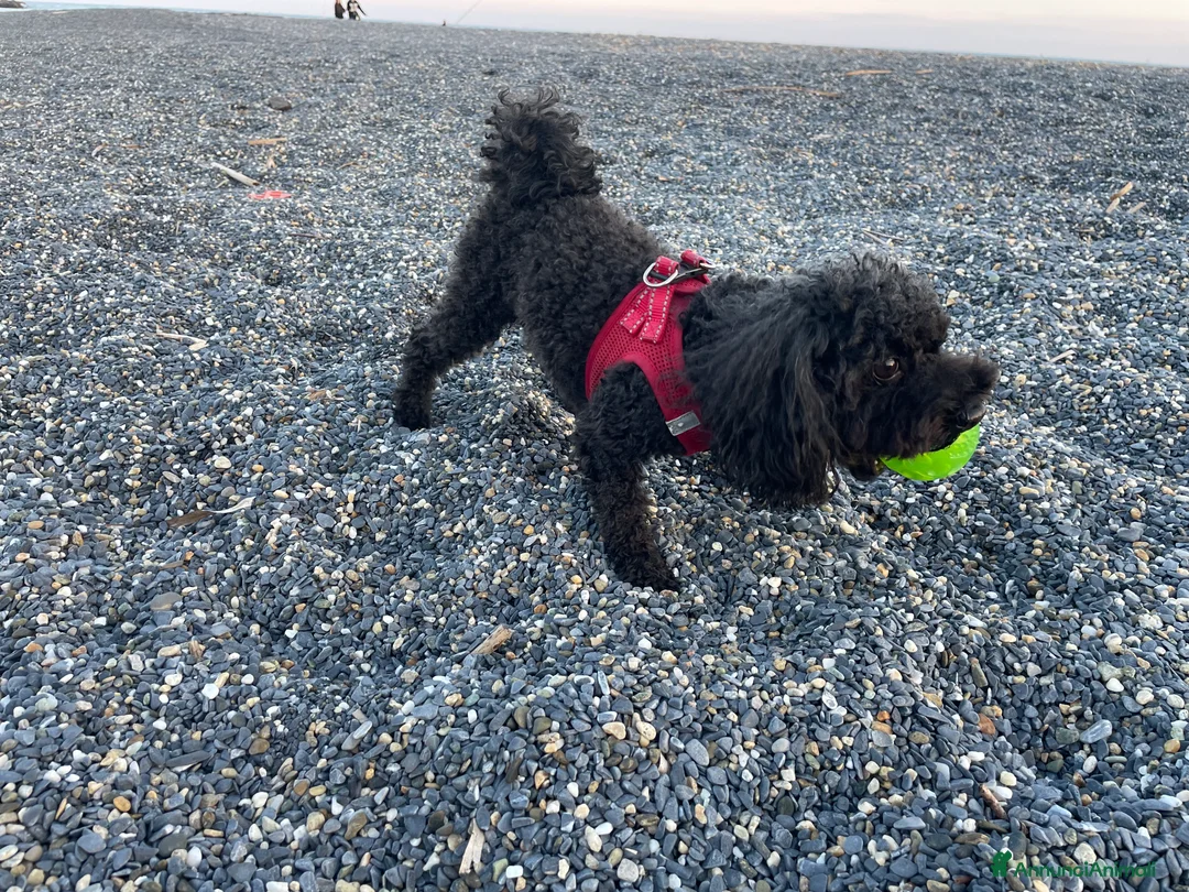 Barboncino cani per accoppiamento: Accoppiamento/monta barboncino Toy e nano a Provincia di Monza e della Brianza - Annuncio 6