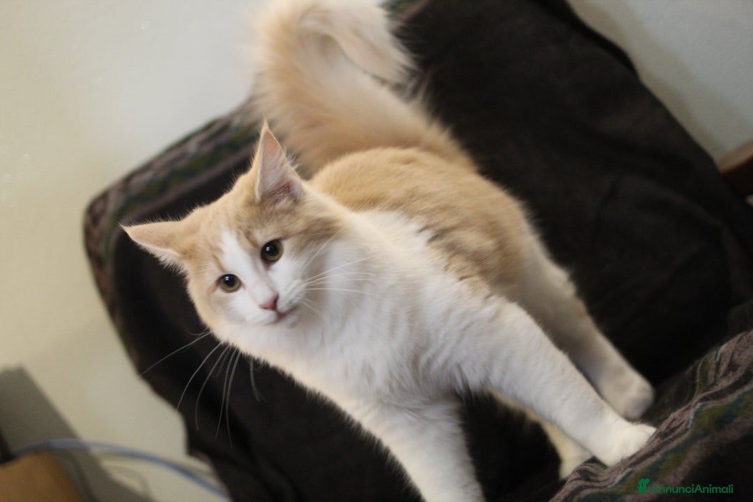 Norvegese gatti in vendita: Norvegesi delle foreste - Annuncio 13