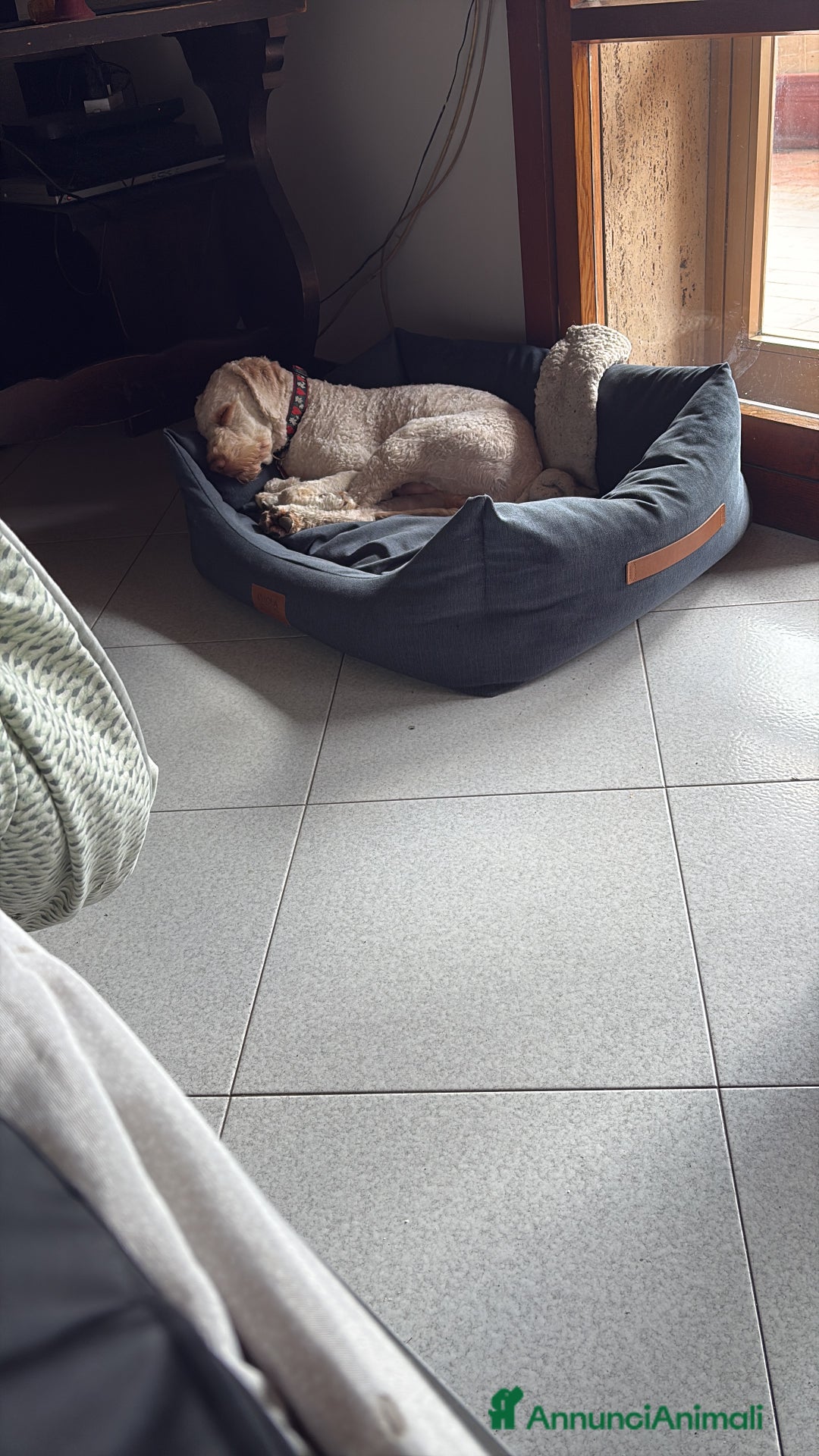 Lagotto cani per accoppiamento: Lagotto cerca fidanzata  a Provincia di Avellino - Immagine 4