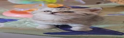 Scottish gatti in vendita: Scottish Fold e straight silver - Annuncio 6