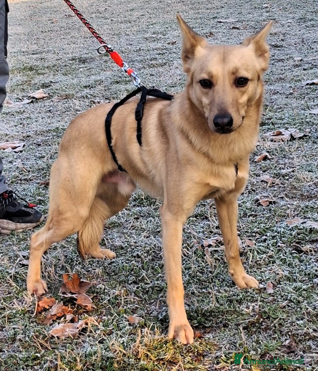 Meticcio cani in regalo: MANUEL DOLCISSIMO CAGNOLINO - Annuncio 4