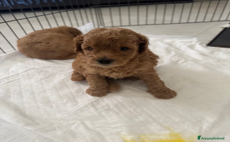 Barboncino cani a Provincia di Alessandria - Annuncio 9