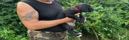 Cane Corso cani in vendita: Cuccioli di Cane Corso manto nero - Annuncio 6