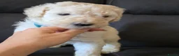 Barbone cani in vendita: Cuccioli di Barbone Grande Mole  - Annuncio 7