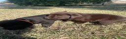 Labrador cani in vendita: Vendesi Labrador  a Provincia di Perugia - Annuncio 2