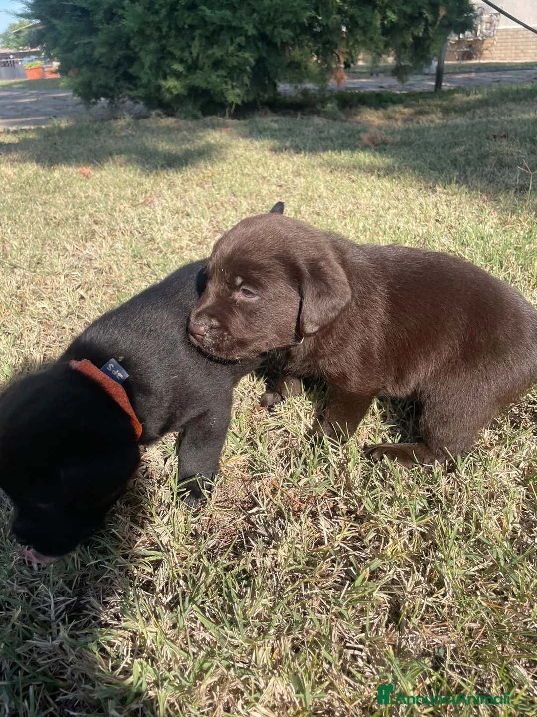 Labrador cani in vendita: Vendesi Labrador  a Provincia di Perugia - Annuncio 2