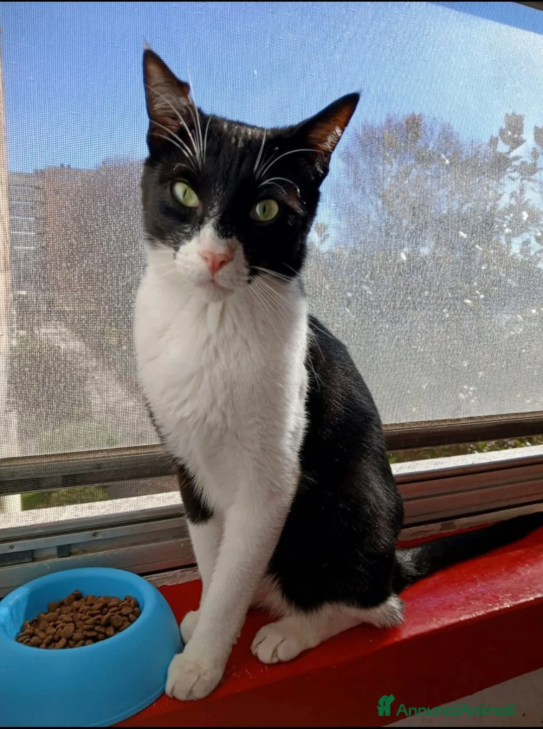 Europeo gatti in regalo: Zorro dolcissimo micio bianco e nero a Milano a Città metropolitana di Milano - Annuncio 4