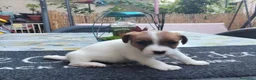 Jack Russell cani in vendita: Cucciolo di jack Russell pedigree Roi  - Annuncio 7