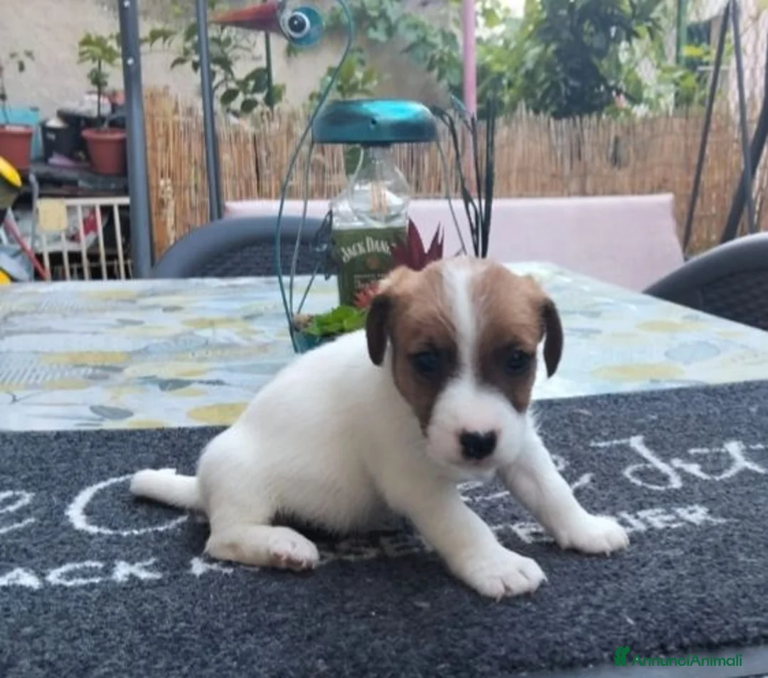 Jack Russell cani in vendita: Cucciolo di jack Russell pedigree Roi  - Annuncio 7