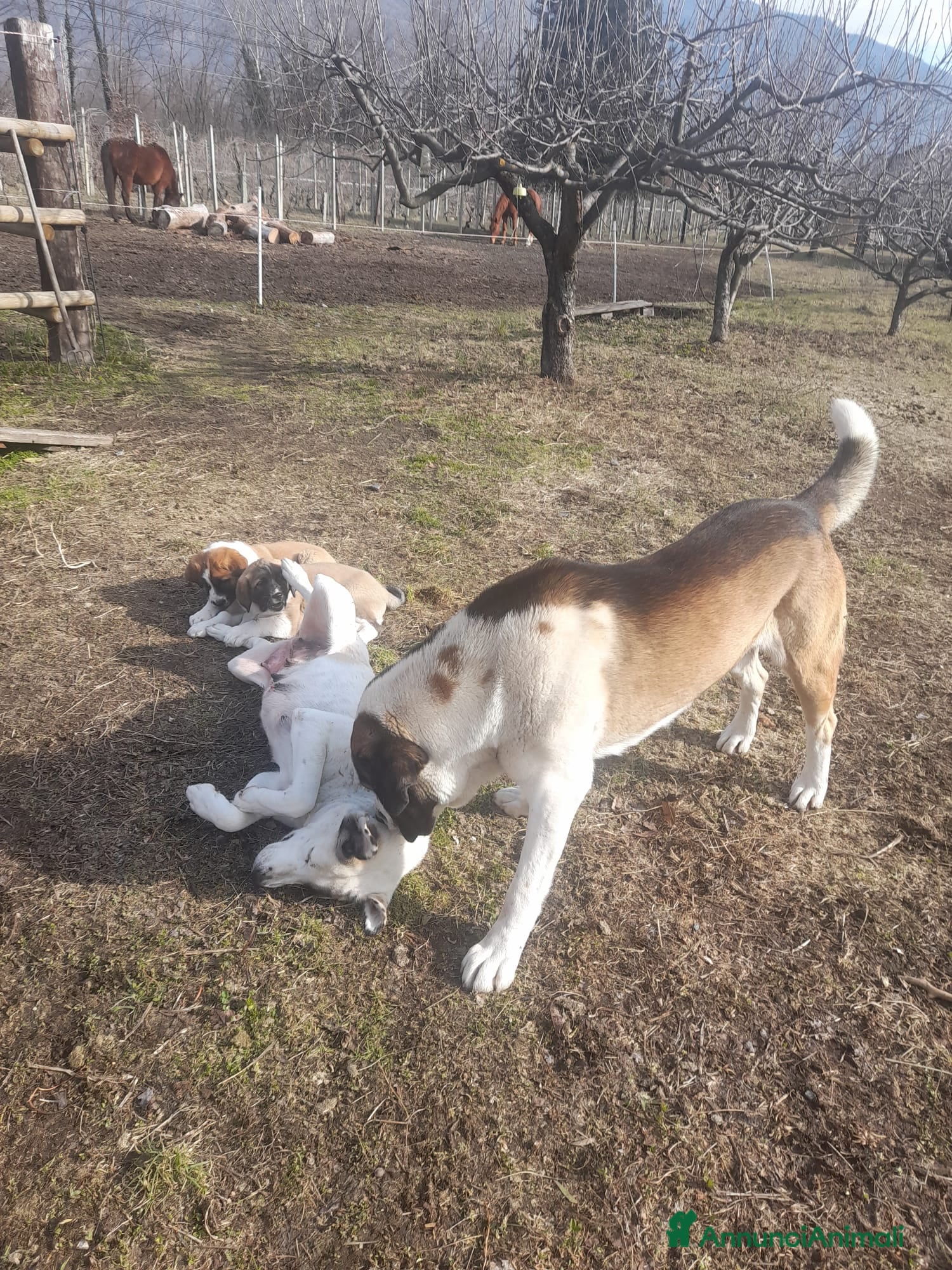 Pastore Asia Centrale cani Cuccioli di pastore dell asia centrale  - Annuncio 2