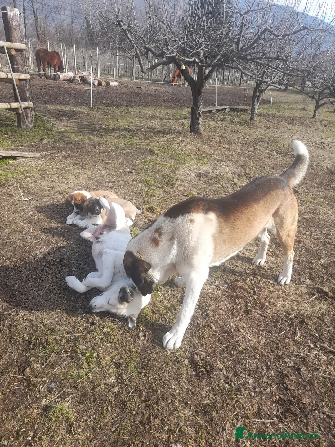 Pastore Asia Centrale cani in vendita: Cuccioli di pastore dell asia centrale  - Annuncio 2