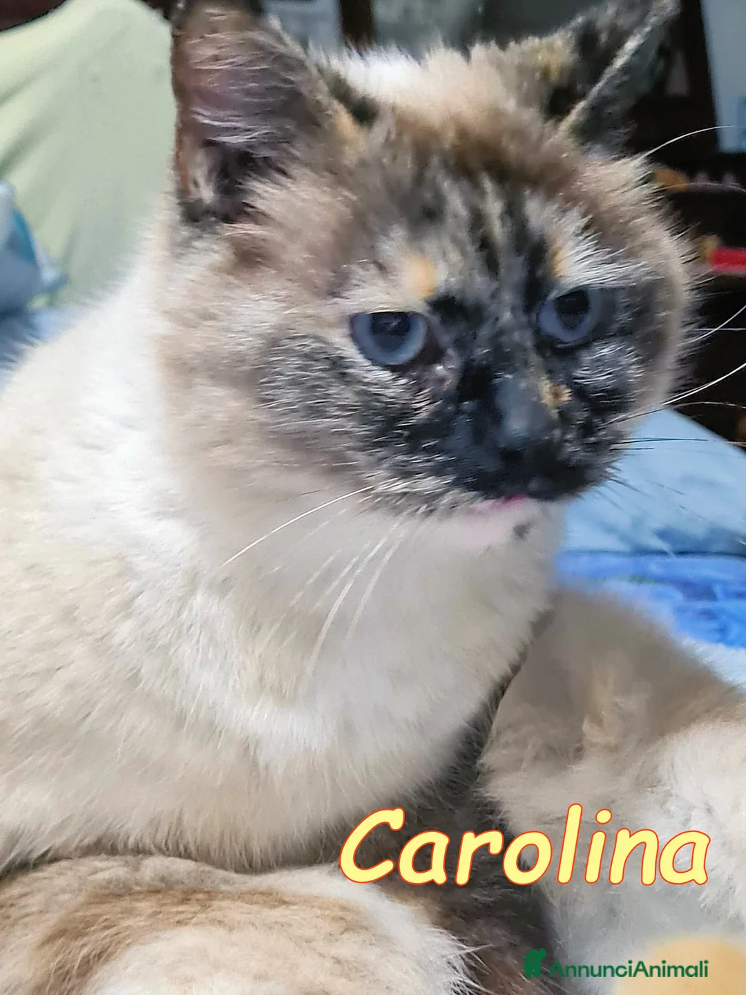 Europeo gatti in regalo: CAROLINA MICINA SIMILSIAMESE - Annuncio 2