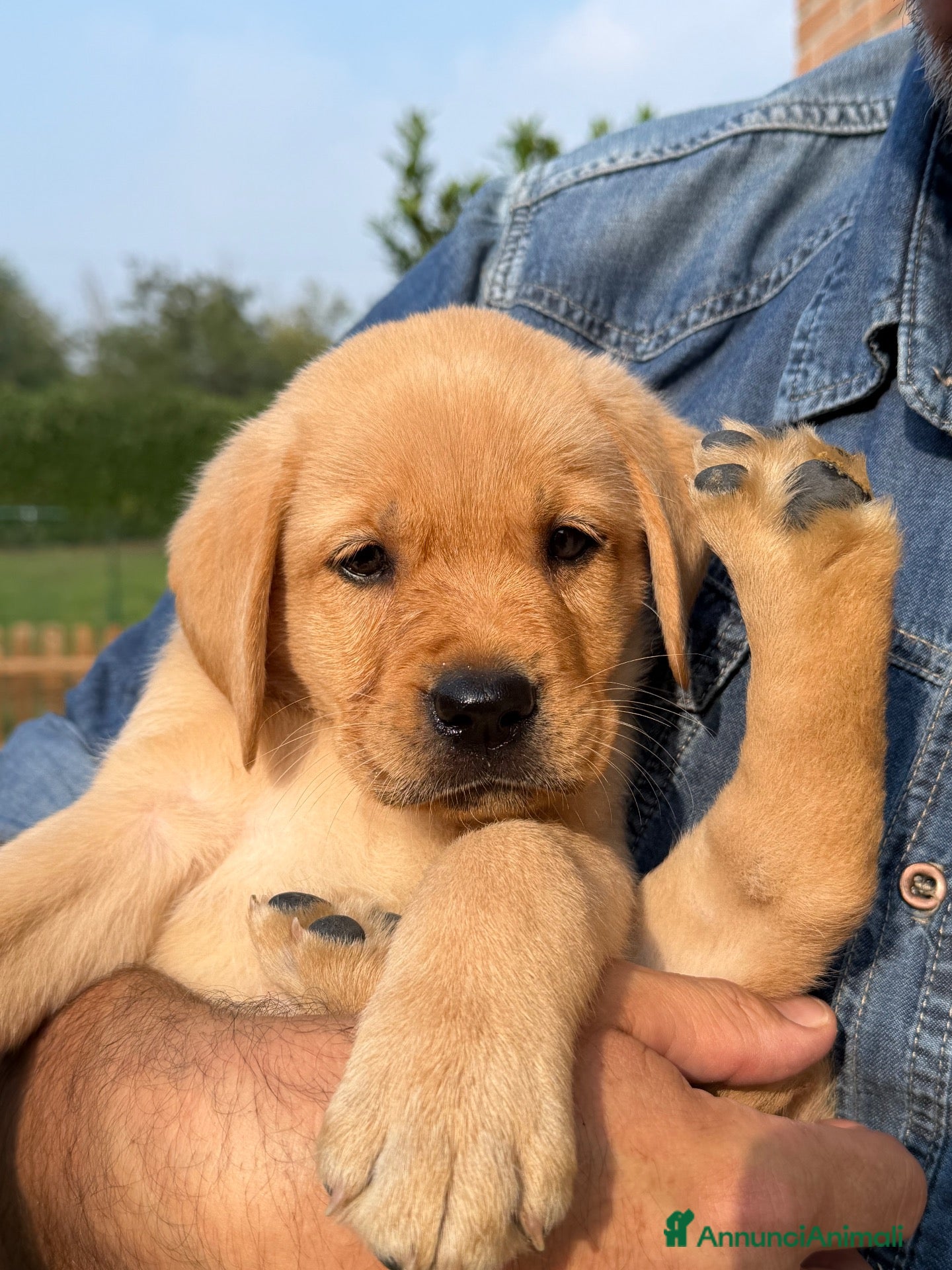 Labrador cani Cuccioli di Labrador Retriever Allevamento profess - Annuncio 4