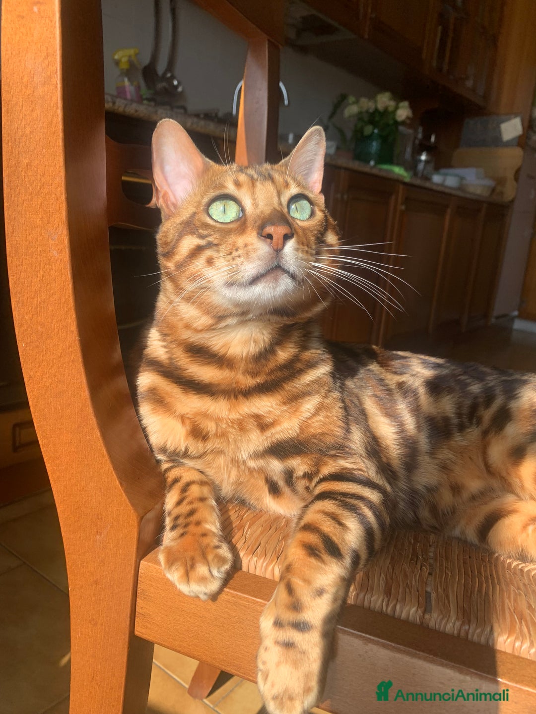 Bengala gatti per accoppiamento: Gatto bengala con pedigree per accoppiamento  - Annuncio 2