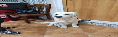 Golden Retriever 1