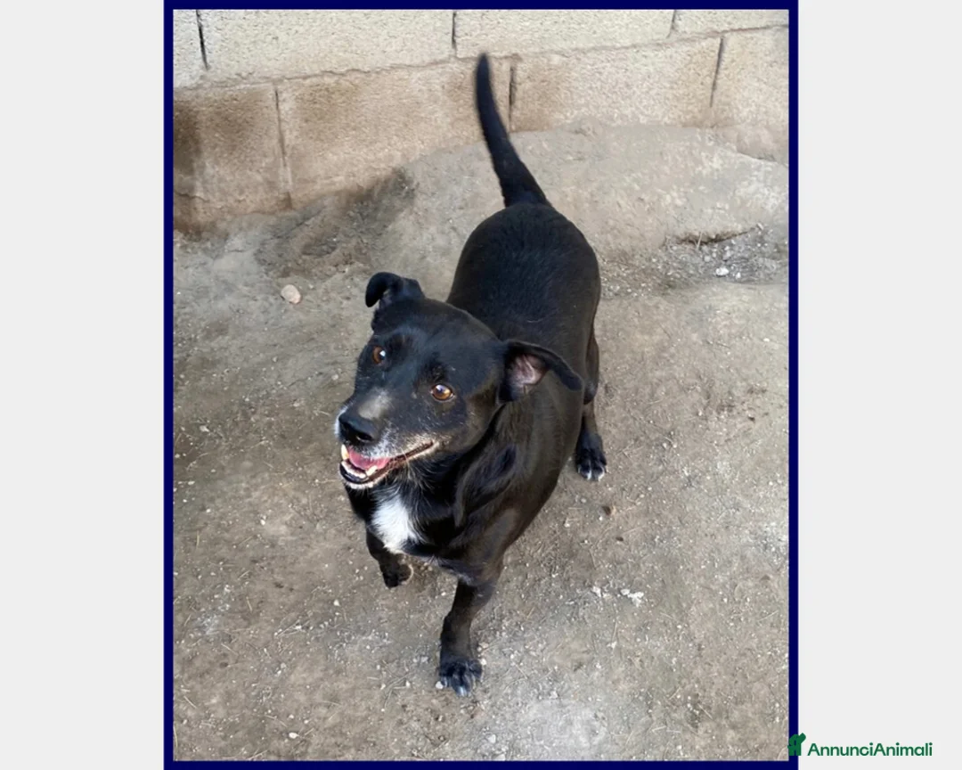 Meticcio cani in regalo: SOUND 5 ANNI, 11 KG, FESTOSO E BUONO, SOGNA UNA FA a Roma - Annuncio 2