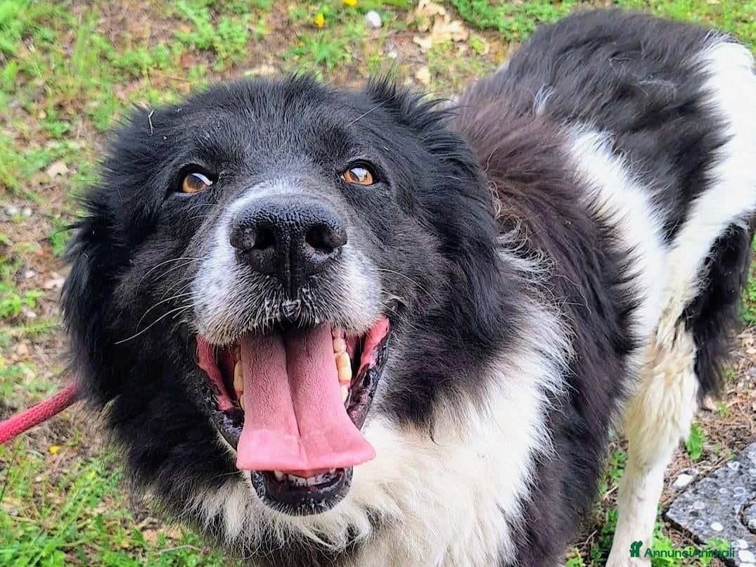 Meticcio cani Buonissimo, educato, 3 anni, 30 kg - Annuncio 15