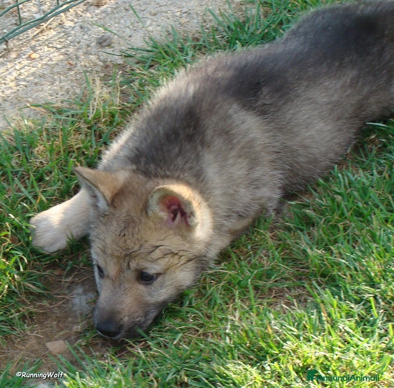 Lupo Cecoslovacco cani Cucciolo Femmina Cane LupoCECOSLOVACCO-Runningwolf - Annuncio 2