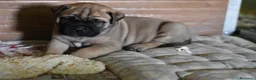 Bullmastiff cani per accoppiamento: Stallone disponibile - Annuncio 11