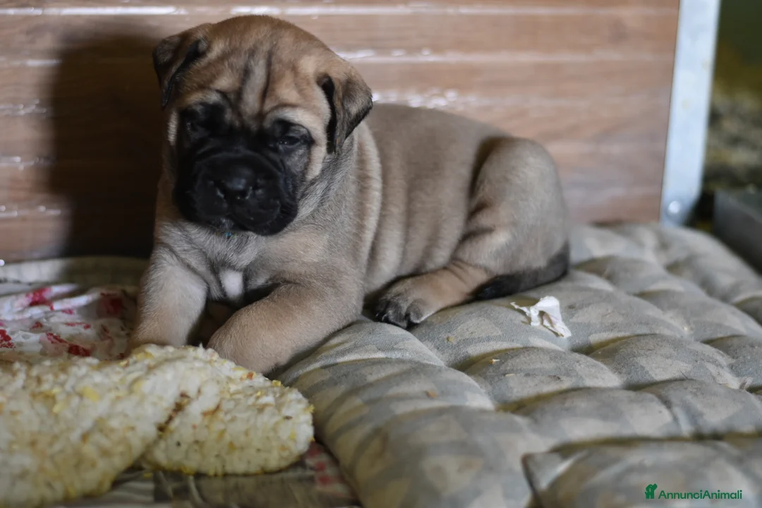 Bullmastiff cani per accoppiamento: Stallone disponibile - Annuncio 11
