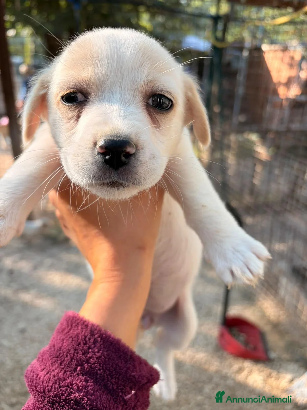 Meticcio cani in regalo: LA TENERA NOCCIOLINA - Annuncio 2