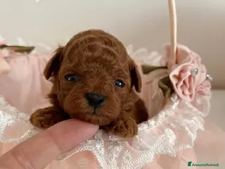 Barboncino cani Barboncini red intenso mini toy - Annuncio 4