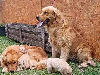 Golden Retriever cani Ultimo Golden Retriever Maschio Disponibile - Annuncio 1