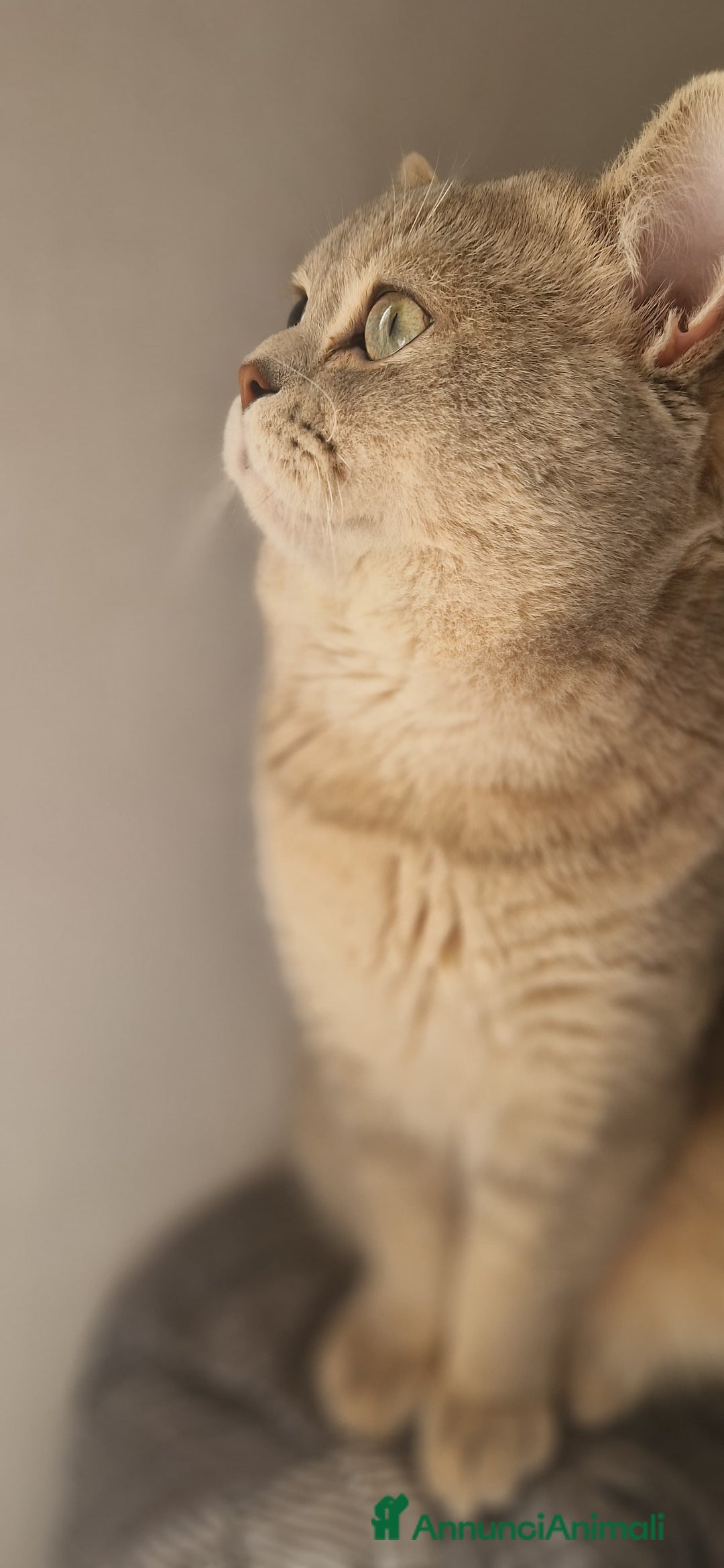 Scottish gatti per accoppiamento: Cerco una gatta Scottish fold o straight  a Provincia di Brescia - Immagine 1