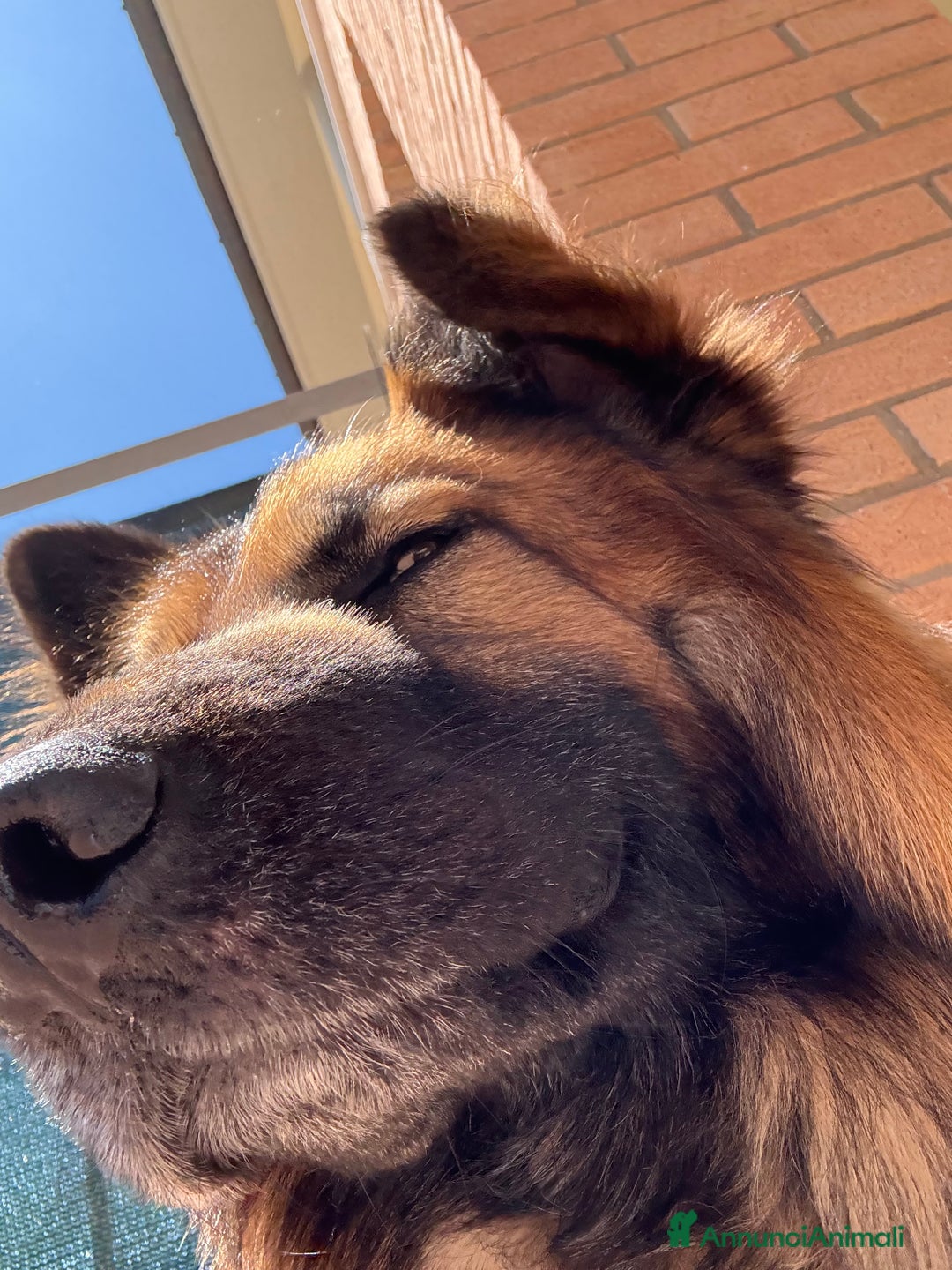 Meticcio cani per accoppiamento: Cerco femmina per accopiamento - Annuncio 6